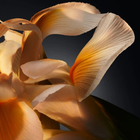 Hugo Boss Bottled Parfum for Men 100ML